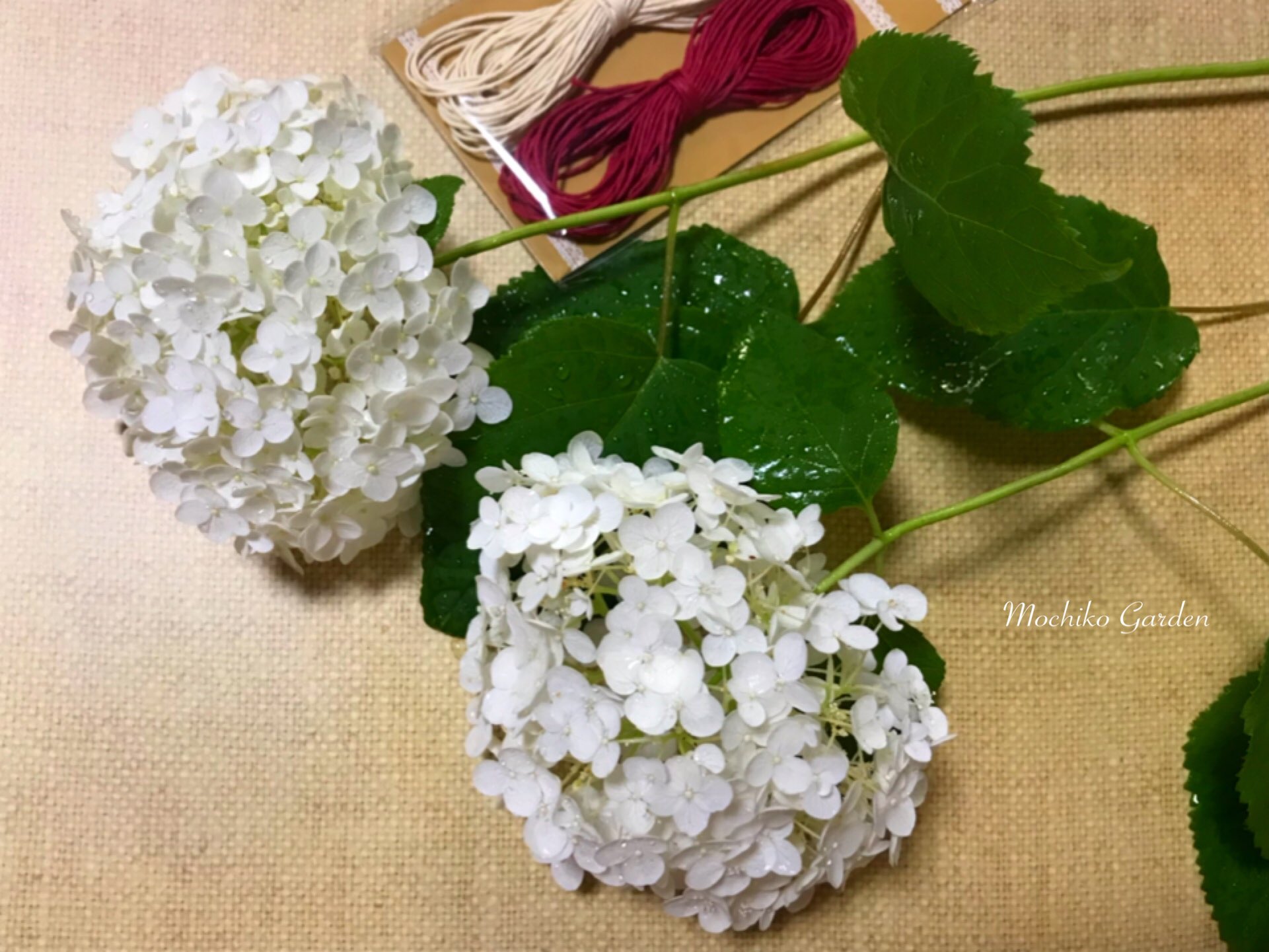 紫陽花のおまじない Twitter Search Twitter