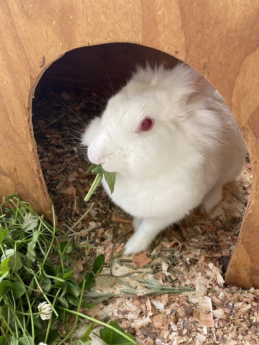 小諸市動物園 公式 S Tweet 美味しそうにクローバーを食べる シロ 下から見ると もぐもぐしているお口が見えました ウサギ シロ 小諸市動物園 リニューアル工事のため休園中 Trendsmap