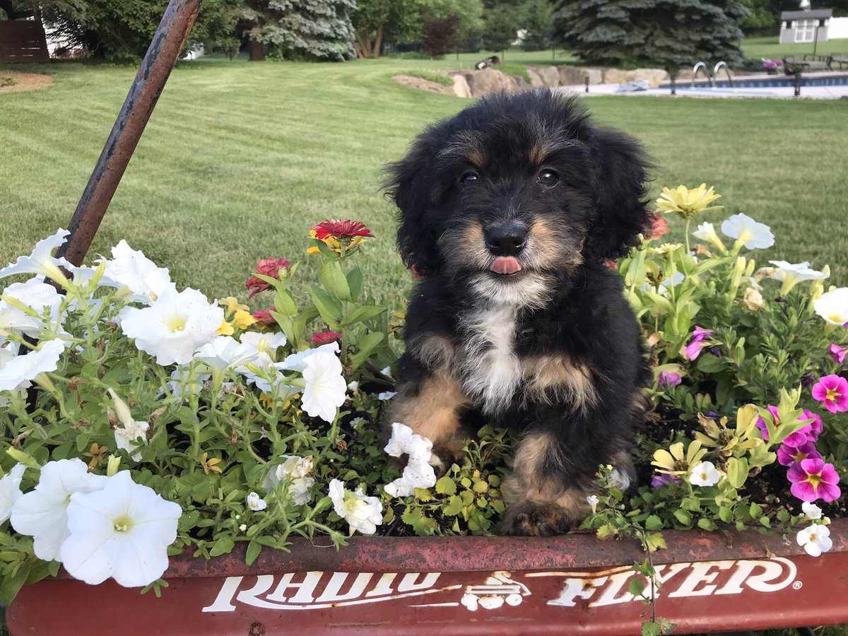 centralphysed's tweet photo. @tlcpetfood #TLCPetAppreciationContest Love my Bernedoodle https://t.co/wNmWEiDgyU