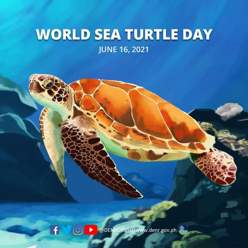 تويتر ｄｅｎｒ على تويتر Today Is World Sea Turtle Day Worldseaturtleday Is Celebrated Every June 16 Of Each Year To Honor And Highlight The Importance Of Sea Turtles Tayoangkalikasan T Co Uzkfby8fcg