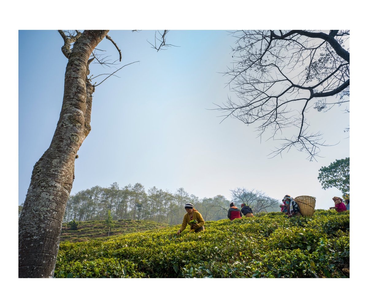 JunChiyabari's tweet photo. Spring Harvest 2021
What the lady in the foreground is using for her delicate harvest collection? Hint: traditional Nepali vessel of natural material. 3 correct answers, only from non Nepalis, will have the chance to win a small packet of this exclusive tea in a lucky draw. https://t.co/gruOnO3J7i