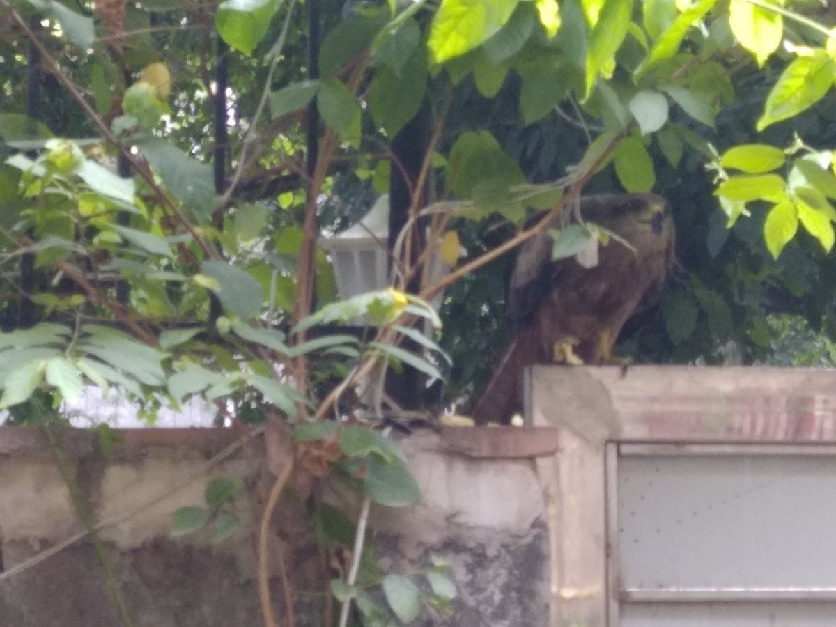 nirupamakotru's tweet photo. Naughty, neighbourhood #PariahKite came right up to my gate today and stole the egg yolks I share with my friends the crows, every morning. Poor #crows. बेचारे देखते रह गए ।
#BirdsOfPrey #Birds https://t.co/VvrtSVDdpP