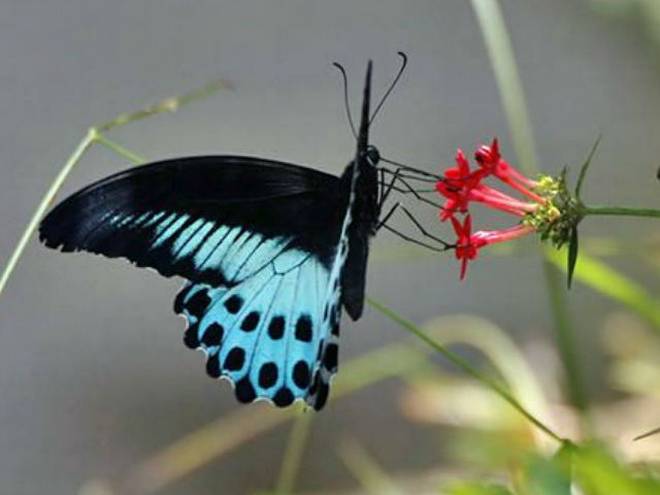 Butterwinx1's tweet photo. Indian state Maharashtra has become the first State in the country to have a ‘State butterfly'. Blue Mormon has been declared as the State butterfly of Maharashtra. #butterfly #bluemormon #Butterflylover 🦋🦋😍 https://t.co/iTZOjhxtDo