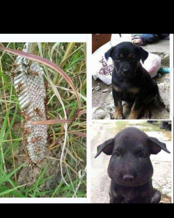 Some herbalist will be like I didn't know that this leaf is so dangerous