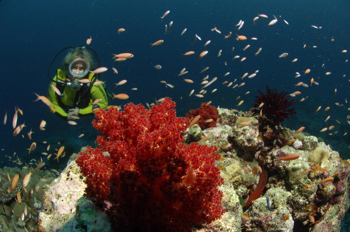 MongabayIndia's tweet photo. Lakshadweep islands, which are already facing impacts of climate change, could face the brunt of tourism with the new plans proposed by the local administration, which can affect ecology and communities.
#Lakshadweep #Islands #development #CoralReefs #t... https://t.co/ZXXZlHFIEn https://t.co/nR23ppQo1M