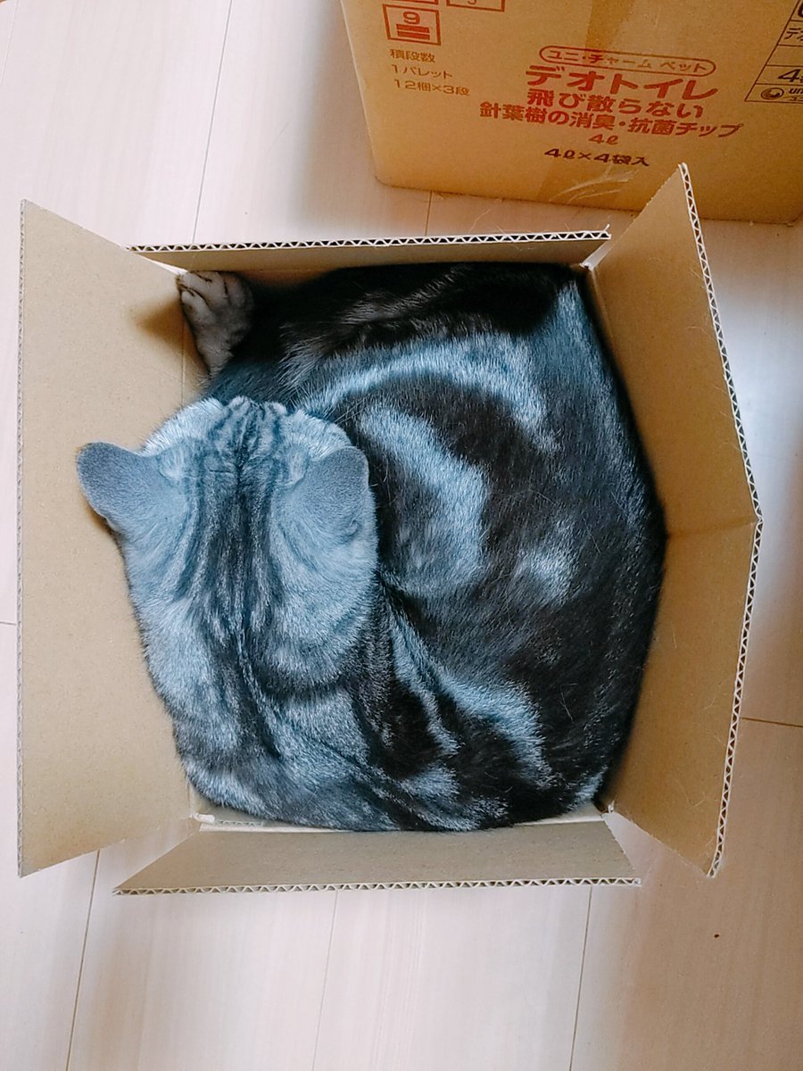 amem0m0's tweet photo. はこだいすきマン
#あめちゃん https://t.co/52hzmij4Zo