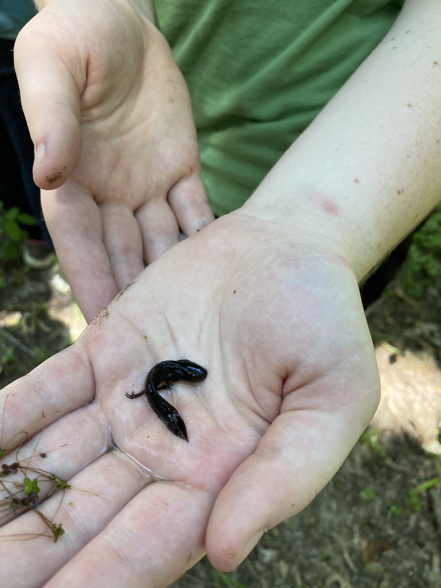 GLADEProject's tweet image. Let’s go to the pond and check out some crawly creatures in this valuable freshwater ecosystem!