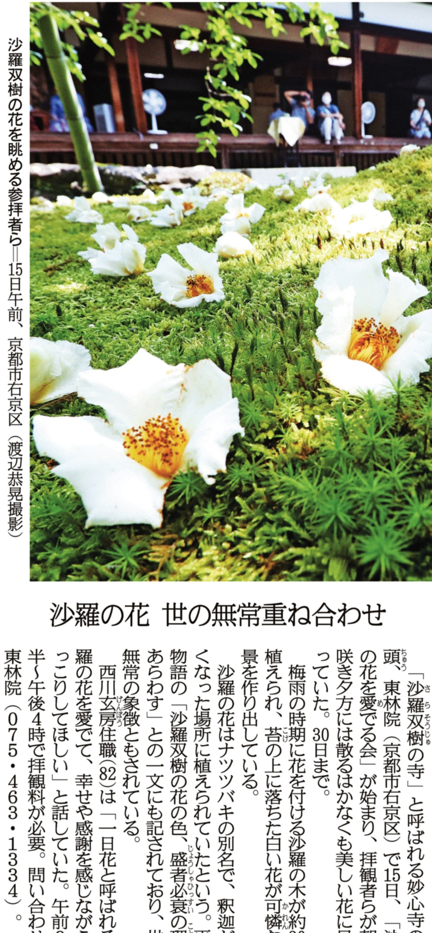 関西にこそニュースがある 紙面キリトリ 沙羅の花 世の無常重ね合わせ 沙羅双樹の寺 と呼ばれる妙心 寺の塔頭 東林院 京都市右京区 で15日 沙羅の花を愛でる会 が始まり 拝観者らが朝に咲き夕方には散るはかなくも美しい花に見入ってい