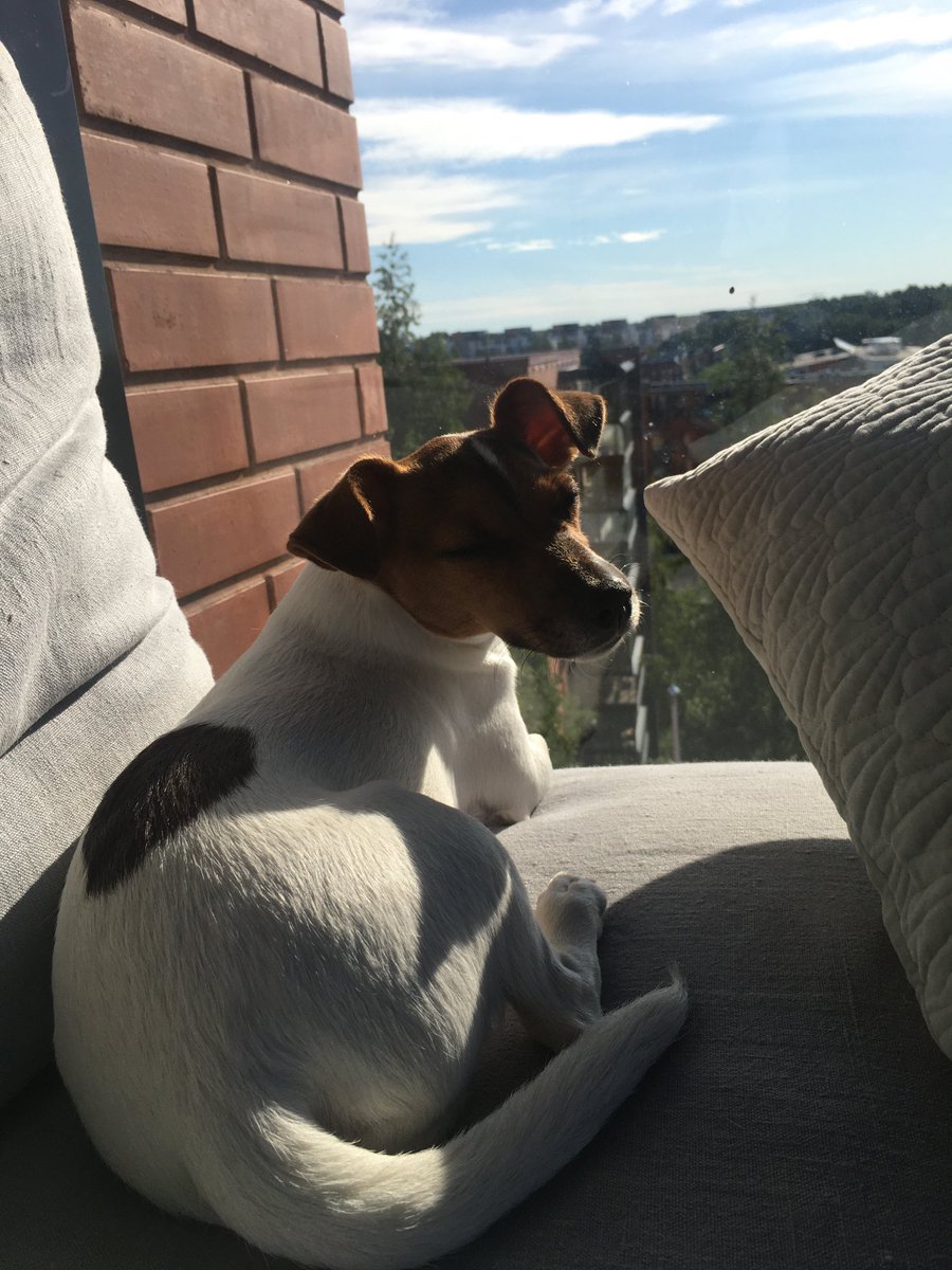 TVanninen's tweet photo. Aamuauringosta nauttimassa ☀️ 

#hyväpäivä #aamu #aurinko https://t.co/K9hzG4p0QM