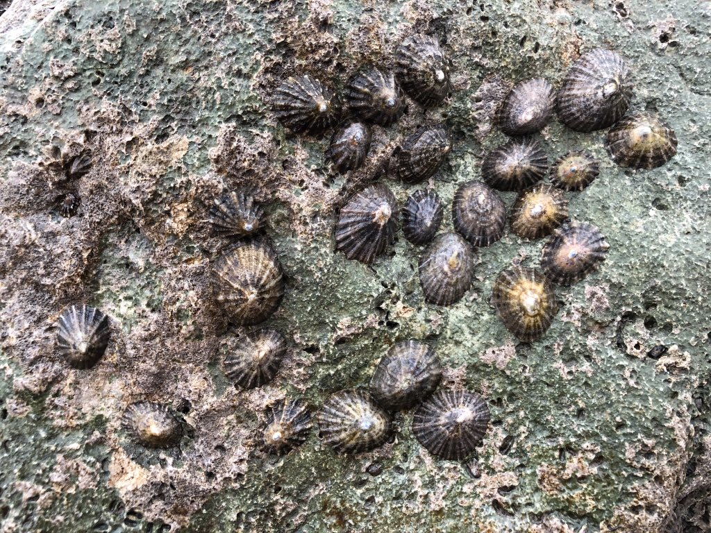 NewForestSussed's tweet image. Coastal defences at #Highcliffe have given this beach rocky shore potential. Barnacles, sponges, periwinkles &amp;amp; #limpets provide opportunity for a dozen student individual #investigations at low tide; distribution, abundance, interaction, homing behaviour. Great day’s #fieldwork