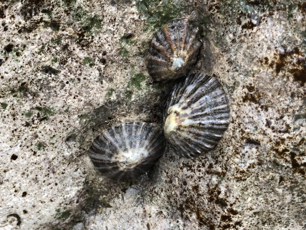 NewForestSussed's tweet image. Coastal defences at #Highcliffe have given this beach rocky shore potential. Barnacles, sponges, periwinkles &amp;amp; #limpets provide opportunity for a dozen student individual #investigations at low tide; distribution, abundance, interaction, homing behaviour. Great day’s #fieldwork