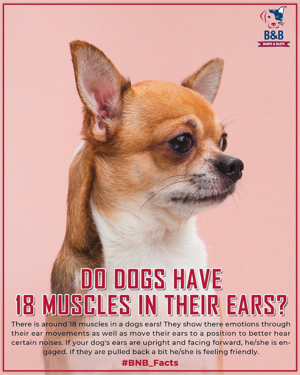 How Many Muscles Do Dogs Use To Move Their Ears
