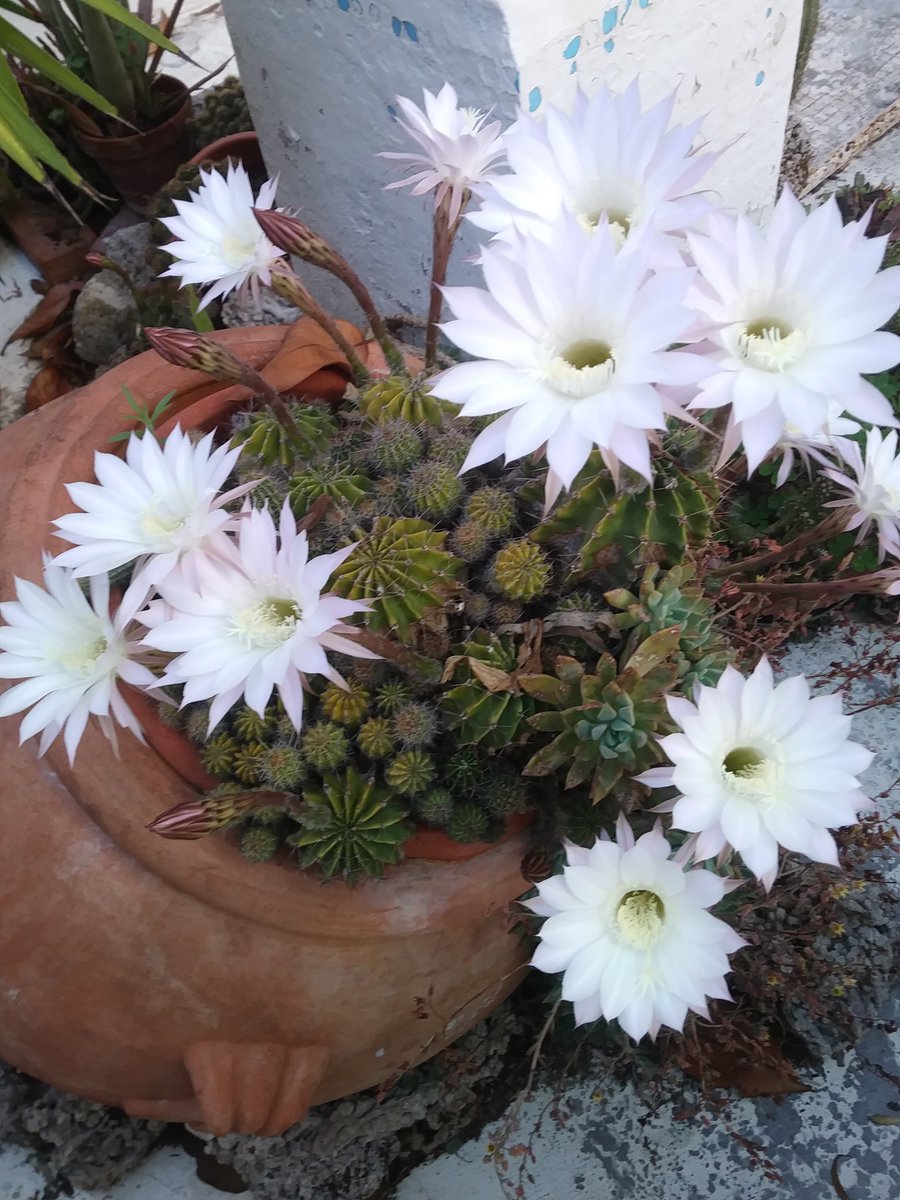 #giornofiorito

Ecco la sorpresa di questa mattina, allo spuntare del giorno!
Mi risuonano le parole del salmo 142:
"Al mattino fammi sentire la tua grazia poiché in Te confido".