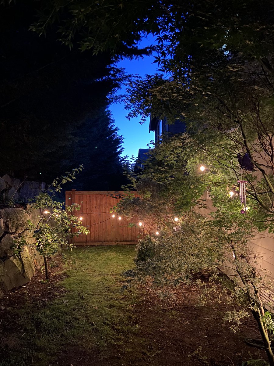 Kaypud's tweet image. Put some lights in my backyard tonight, feeling very basic