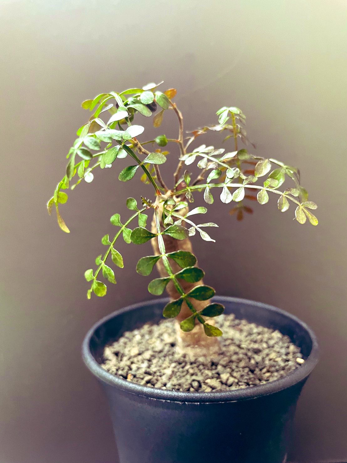 プシュ かんぱーーい やっとやっと根づいた 葉がそろってきた Operculicarya Pachypus オペルクリカリア パキプス パワータンク根挿しですが ちょっとの風 振動で 葉が落ちてしまう 大事に大事に 99 Led栽培の超過保護です まだ10