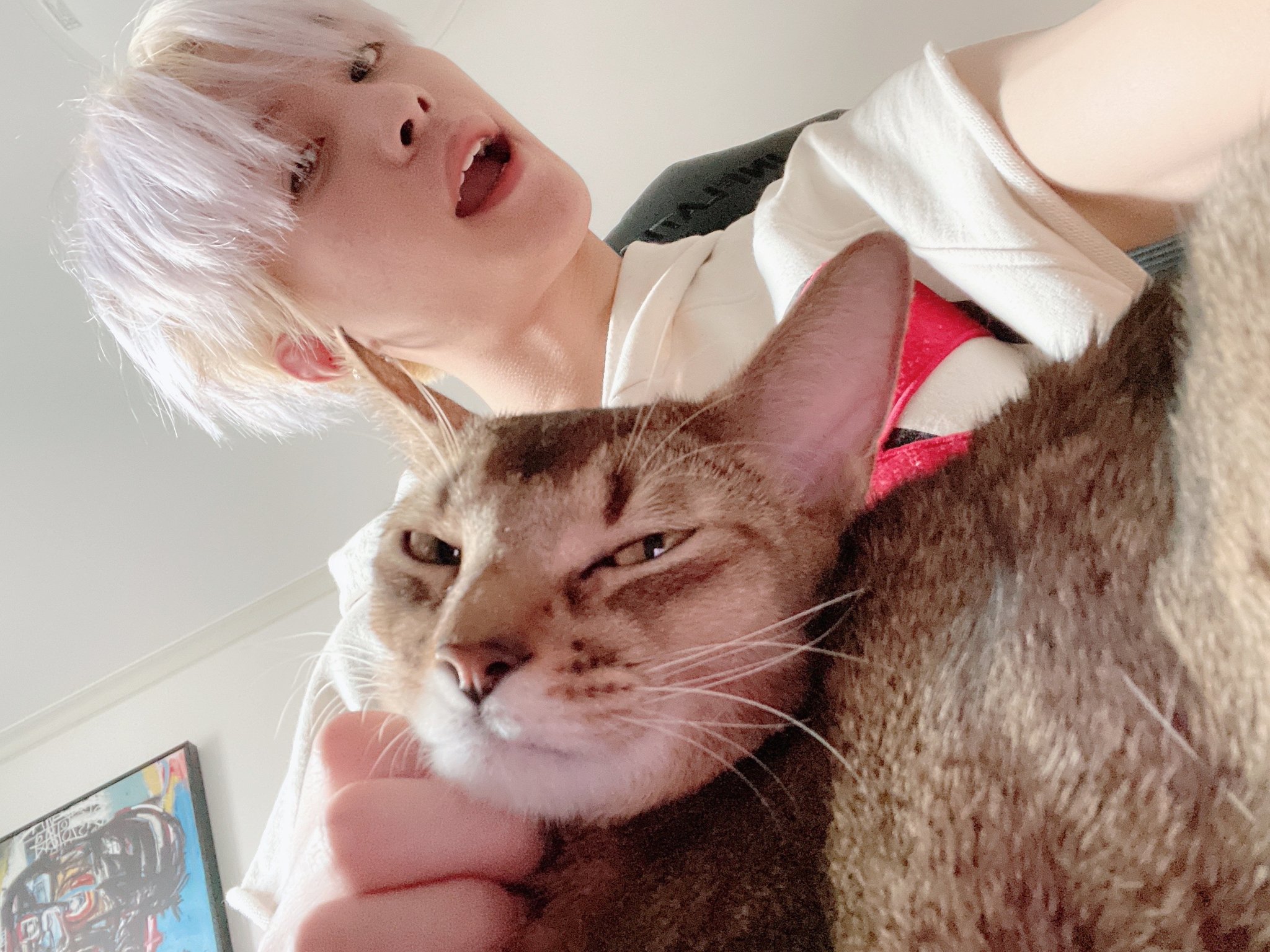 idols with cats (@idolswithcats) / Twitter
