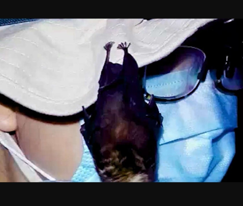 doctorkunkel's tweet photo. Buy Dr Fauci a #BatHat https://t.co/6M7m2caUJW