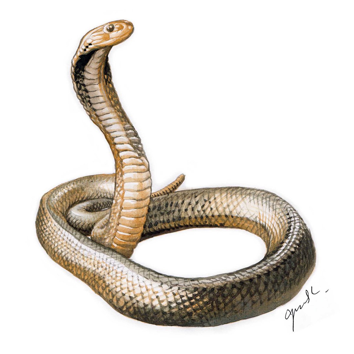 Jinsiy aloqa Kavkaz ru