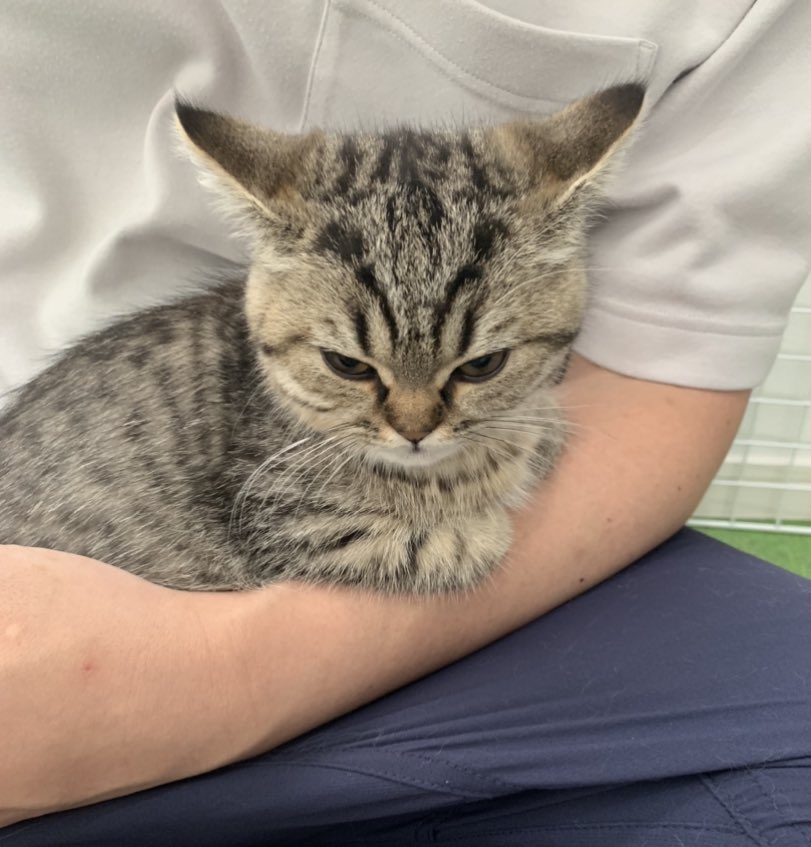 シャンプーされて怒ってるのに 腕の中には収まりに行く猫さん お気持ちがめっちゃ伝わる画像たちも 耳ピーン Togetter シャンプーされて怒ってるのに 腕の中には収まりに行く猫さん お気持ちがめっちゃ伝わる画像たちも 耳ピーン Togetter