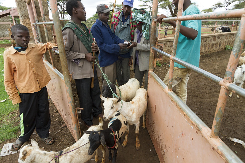 IFPRI's tweet photo. 🗣️ @IFPRI blog explores policy-induced market distortions in 🇪🇹 &amp; 🇳🇬, providing key info for policymakers to decide where along the #agricultural value chain to focus interventions: https://t.co/bX6ITFseiz

@SimlaTokgoz @fahdmajeed @ICARDA @PIM_CGIAR
📸Kelley Lynch @USAIDEthiopia https://t.co/xqSKewVDhK