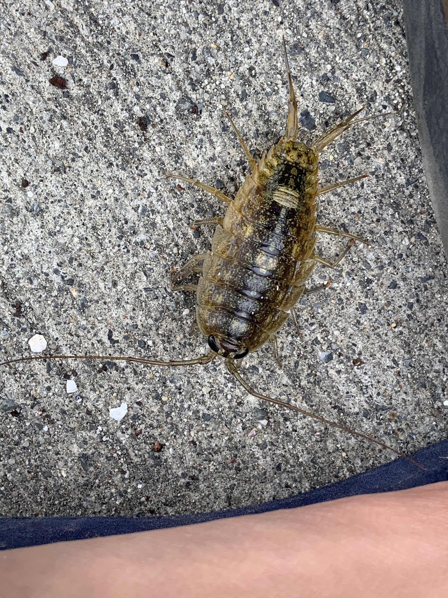 スプリングテイルズspringtails Springtails Twitter
