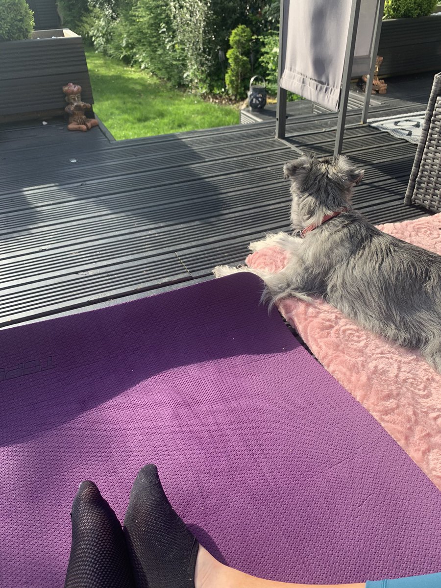mollyaggrocks's tweet photo. My morning yoga partner 😌😌 https://t.co/QKbYtrWG5G
