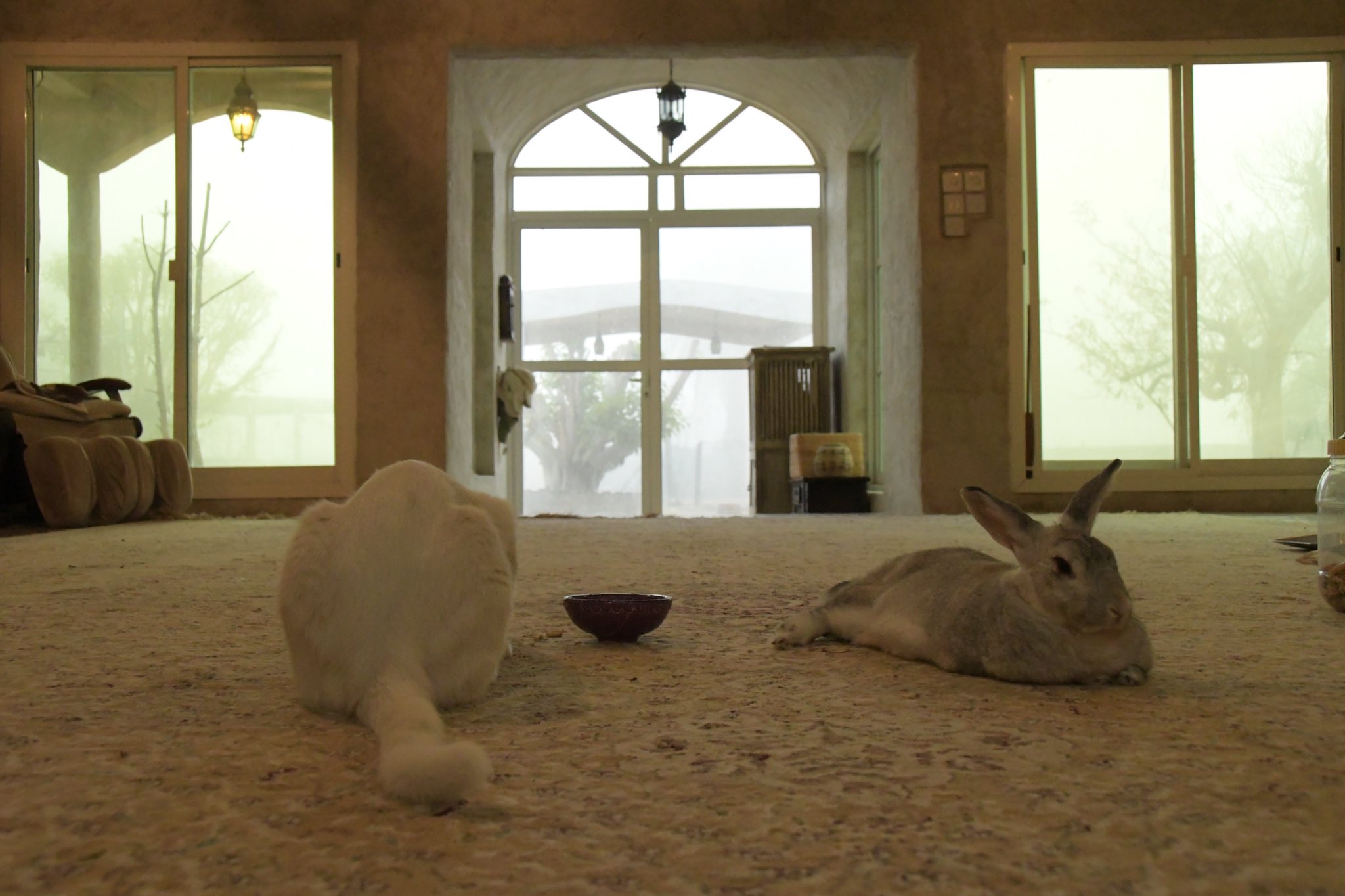 はなもも Hanamomo そして ウサギあるあるの謎の行動 食べたら皿の中身ひっくり返す で満足のペティさん