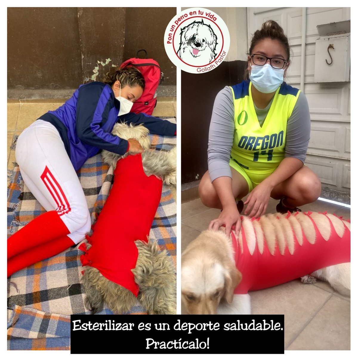 Goliathpastor's tweet photo. Terminamos con 41 cirugías, muchos gatos y perros salvados!

Esterilizar es un deporte saludable, practícalo!

Próxima campaña el 11 de julio, citas 5518443565.

#Esteriliza #esterilizarsalvavidas #EsterilizarEsUnActoDeAmor #veterinarios #veterinary #neuteryourpets #fyp https://t.co/jlDJbqKpbz