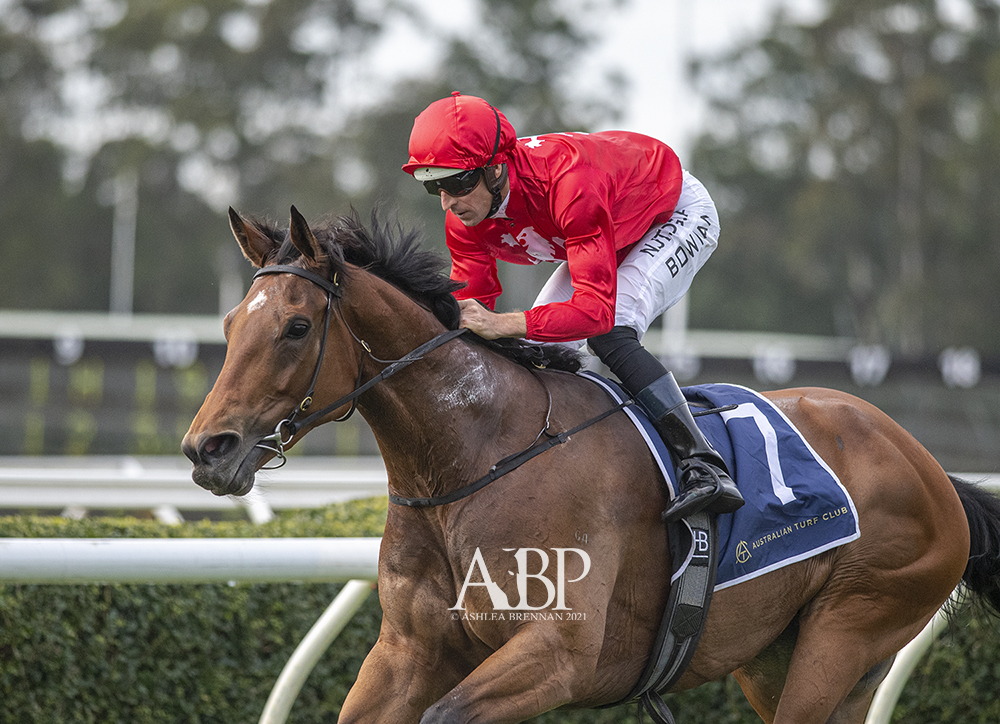 ashbrennanphoto's tweet photo. Impressive Australian debut by #Dansili mare PROMISE OF SUCCESS (GB) for @JohnOSheaRacing @RosemontStud and @HugeBowman! https://t.co/BMcHhMhDTw