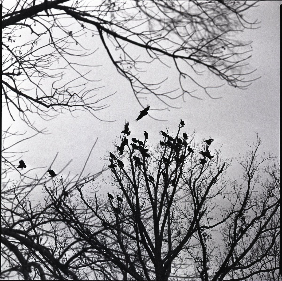 Danny Corvid tweet media