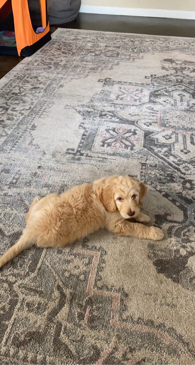 dannigrider's tweet photo. @sarahschauer teddy https://t.co/YBkFUPXgLR