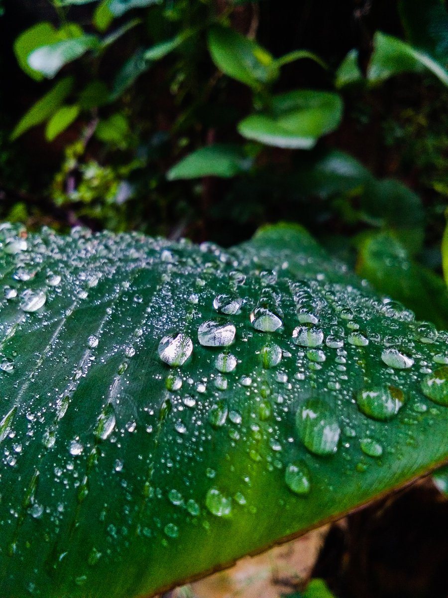 A rainy day 🌧
#ThePhotoHour #Luv4Wilds 
#Hope4All #Monsoon #nature #NaturePhotography #MacroMonday