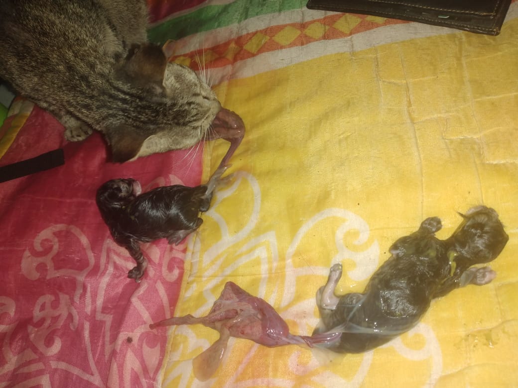 Kucing kesayangan Istriku baru lahir14062021#5.0#