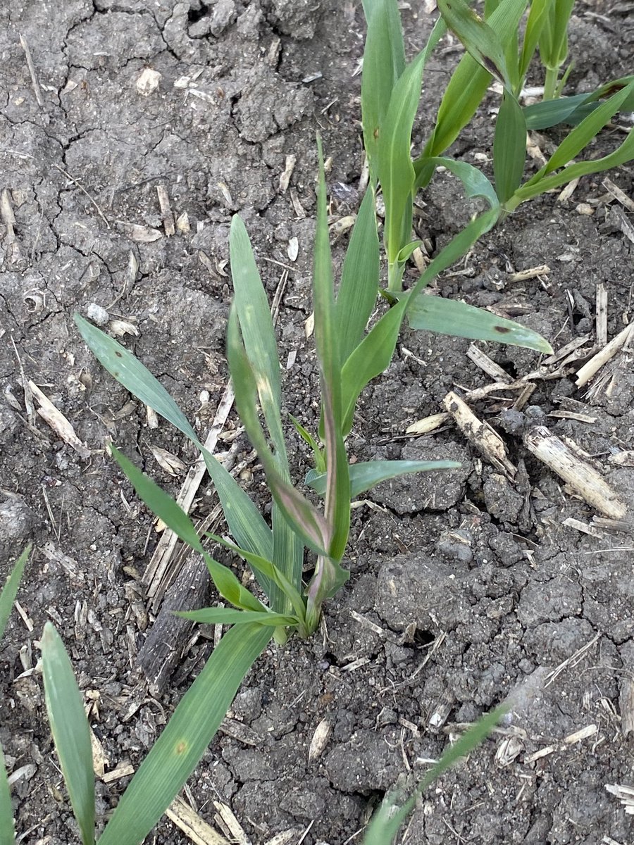 Russian Wheat Aphids seemed to have arrived in the Wimmera. Stay vigilant <a href="/zordsinhorsh/">Nick Zordan</a> <a href="/adrianking3423/">Adrian King</a>