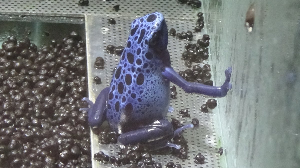 狐楽 色々な毒持ちのカエル コバルトヤドクガエル キオビヤドクガエル マダラヤドクガエル ジュウジメドクアマガエル 川崎水族館