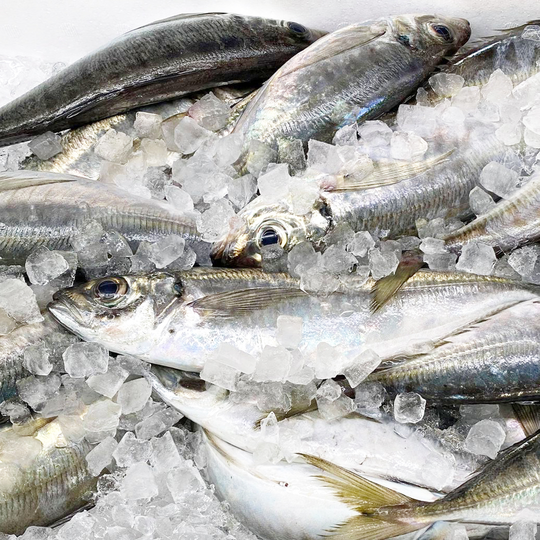 福井のカニ 干物専門店 越前宝や 干物人気ナンバーワンのお魚なーんだ 答えはハッシュタグの中 21年5月13日に仕入れた福井県で獲れた旬のお魚 下記のurlより見られます 福井の旬 魚 福井 福井中央卸売市場 鯵 あじ アジ T 福井のカニ 干物専門店 越前宝や 干物人気ナンバーワンのお魚なーんだ 答えはハッシュタグの中 21年5月13日に仕入れた福井県で獲れた旬のお魚 下記のurlより見られます 福井の旬 魚 福井 福井中央卸売市場 鯵 あじ アジ T