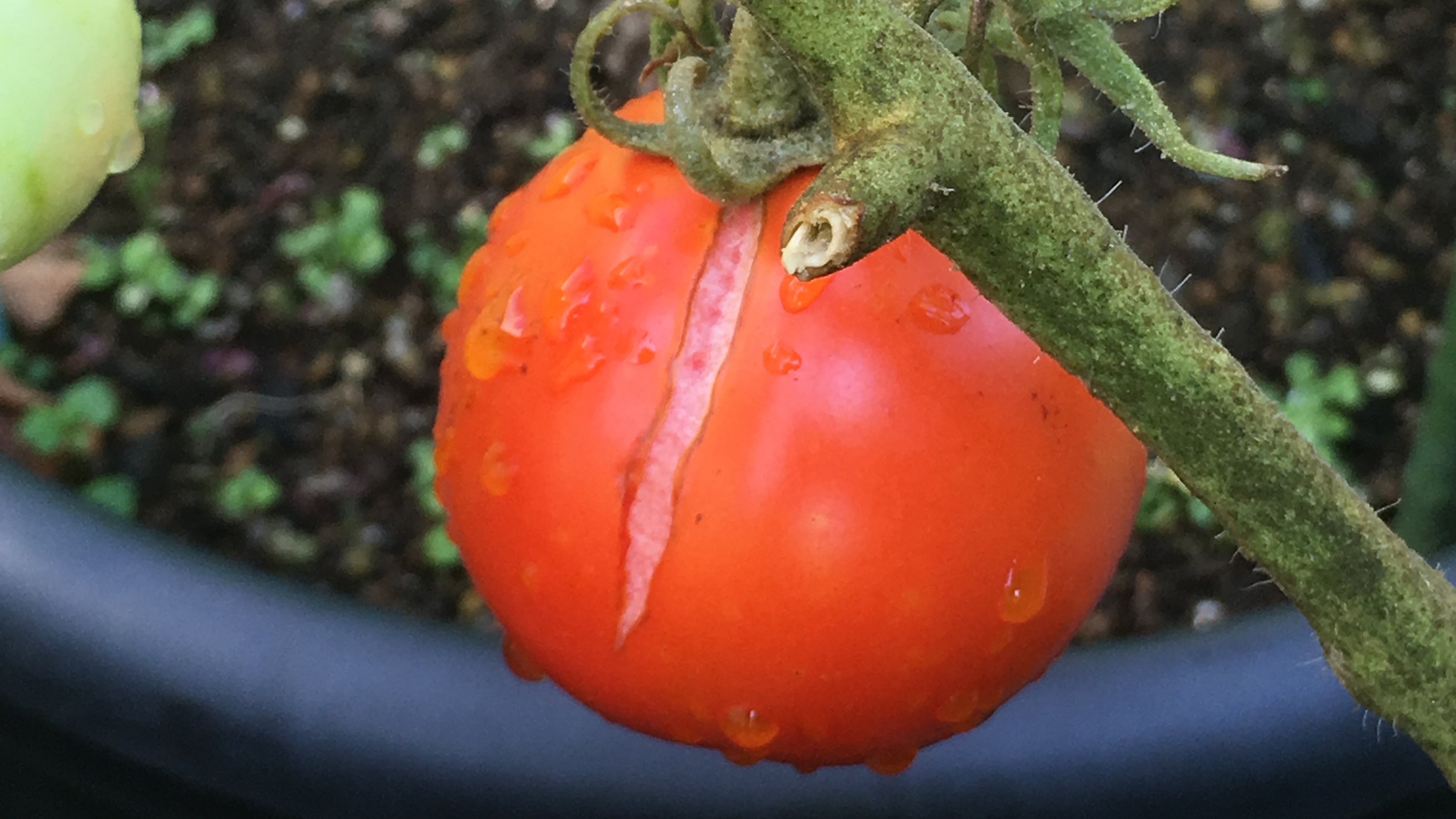 裂果 Twitter Search Twitter