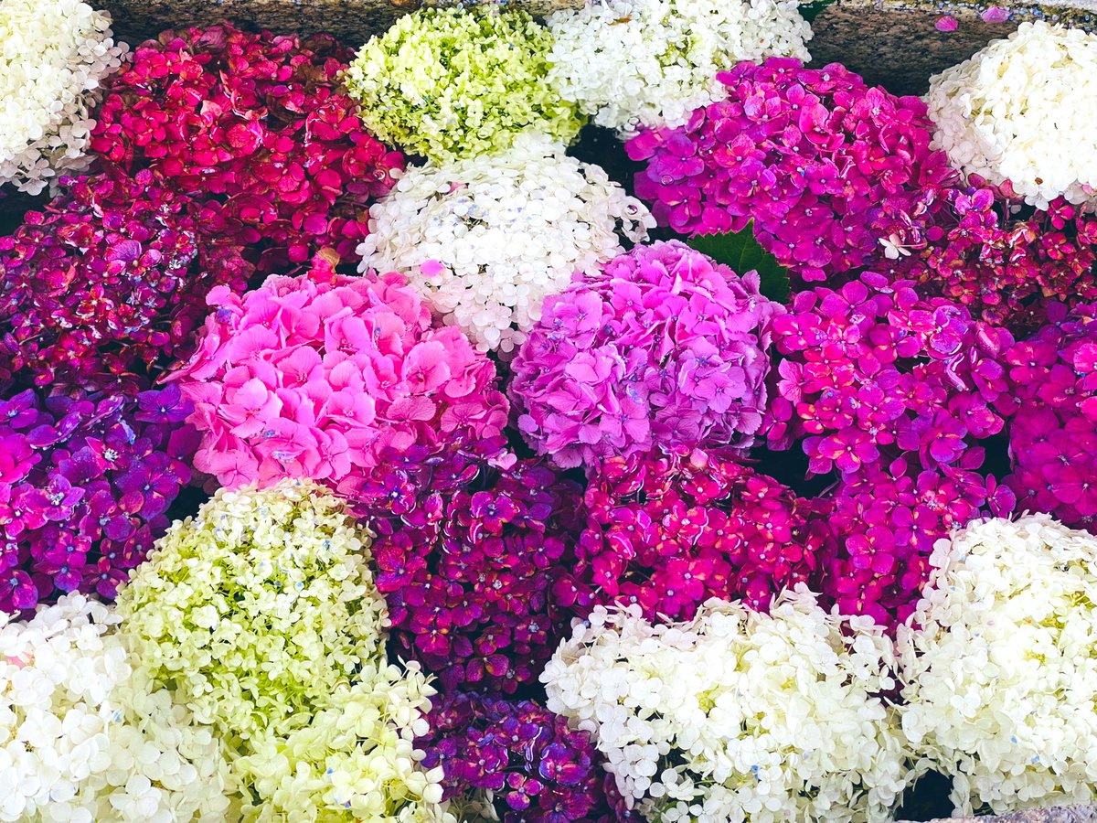 sizriz719's tweet photo. 通院前恒例の参拝⛩
花手水も御朱印も紫陽花🥰
朝は雨がしとしと降っていたけど
終わって帰宅したら晴天🌈

実家に寄ったら数年前に送った
紫陽花が満開❣️母の日の鉢植え
やったのに大きくなったなぁ🪴 https://t.co/vaaFr2FysO