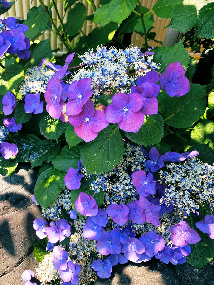 sizriz719's tweet photo. 通院前恒例の参拝⛩
花手水も御朱印も紫陽花🥰
朝は雨がしとしと降っていたけど
終わって帰宅したら晴天🌈

実家に寄ったら数年前に送った
紫陽花が満開❣️母の日の鉢植え
やったのに大きくなったなぁ🪴 https://t.co/vaaFr2FysO