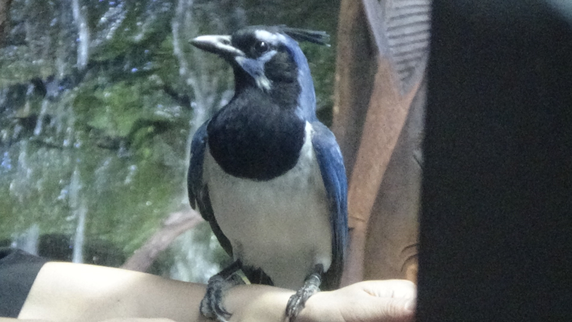狐楽 月火に展示されている コリーカンムリサンジャク のリゲル 川崎水族館 T Co Tzxebouzto Twitter