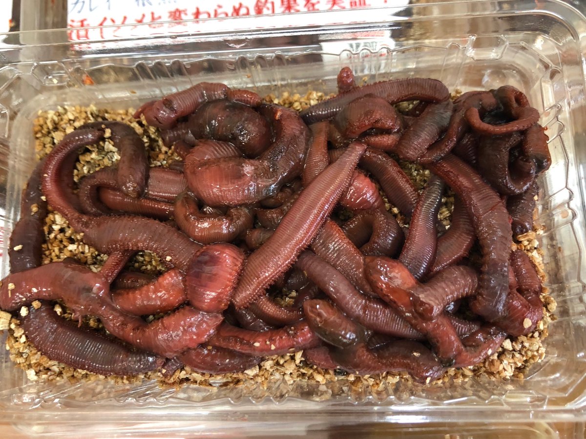 釣侍日立港 半ナマの赤イソメ入荷しました 価格は税込0円で50g入りとお得です エビ釣りやイシモチ釣りにオススメです T Co 7yrhgzhz6u Twitter 釣侍日立港 半ナマの赤イソメ入荷しました 価格は税込0円で50g入りとお得です エビ釣りやイシモチ釣りにオススメです T Co 7yrhgzhz6u Twitter