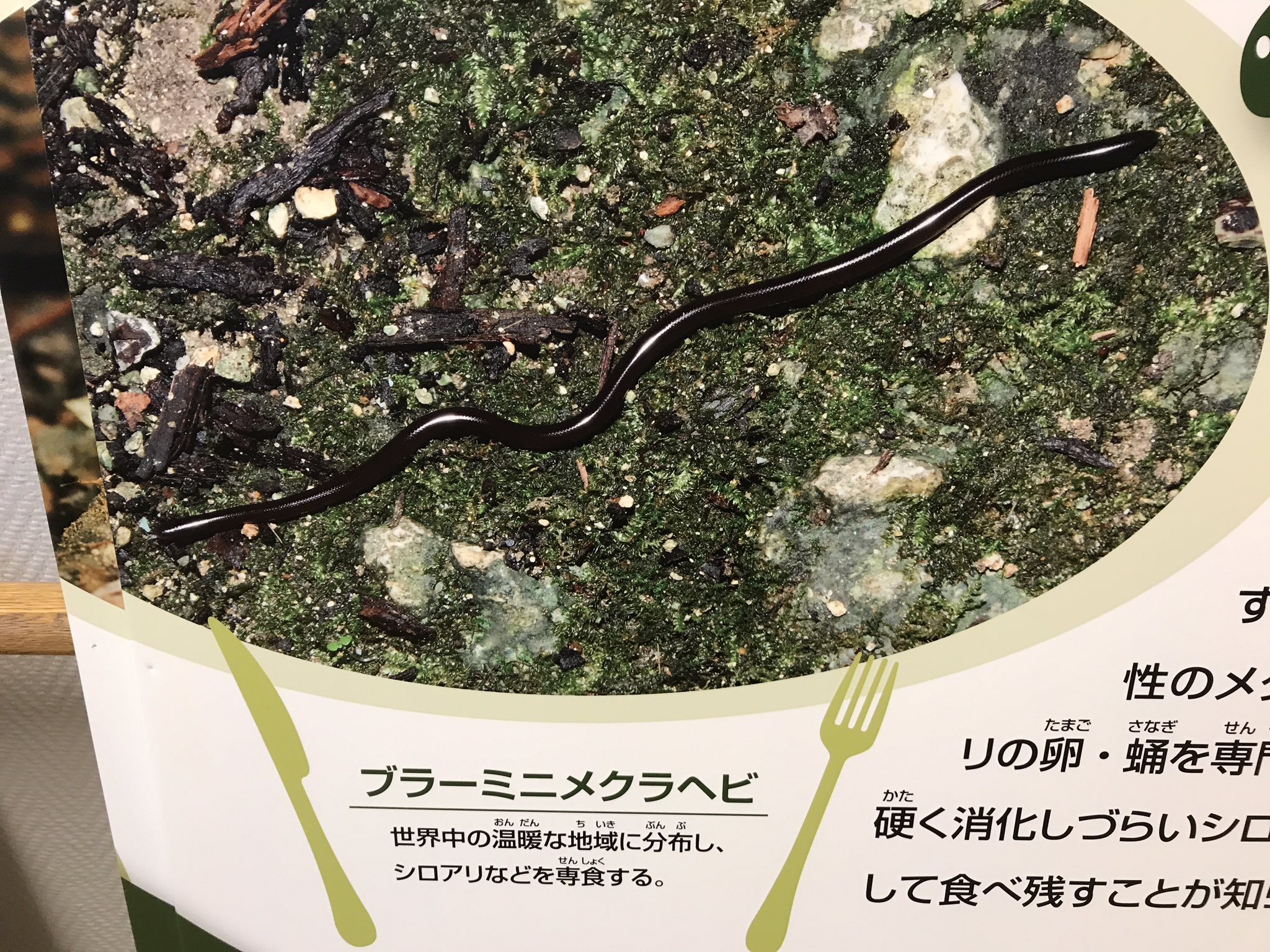 Natchan ハコネの人 次なる会場へ運ばれてゆく大地のハンター展のパネルたち 昆虫食 ヘビのパネルのブラーミニメクラヘビの写真はミミズみたいにしか見えませんが ちゃんと舌が出てる写真を選んで使っていました 気づいた方はいたのでしょうか 大地