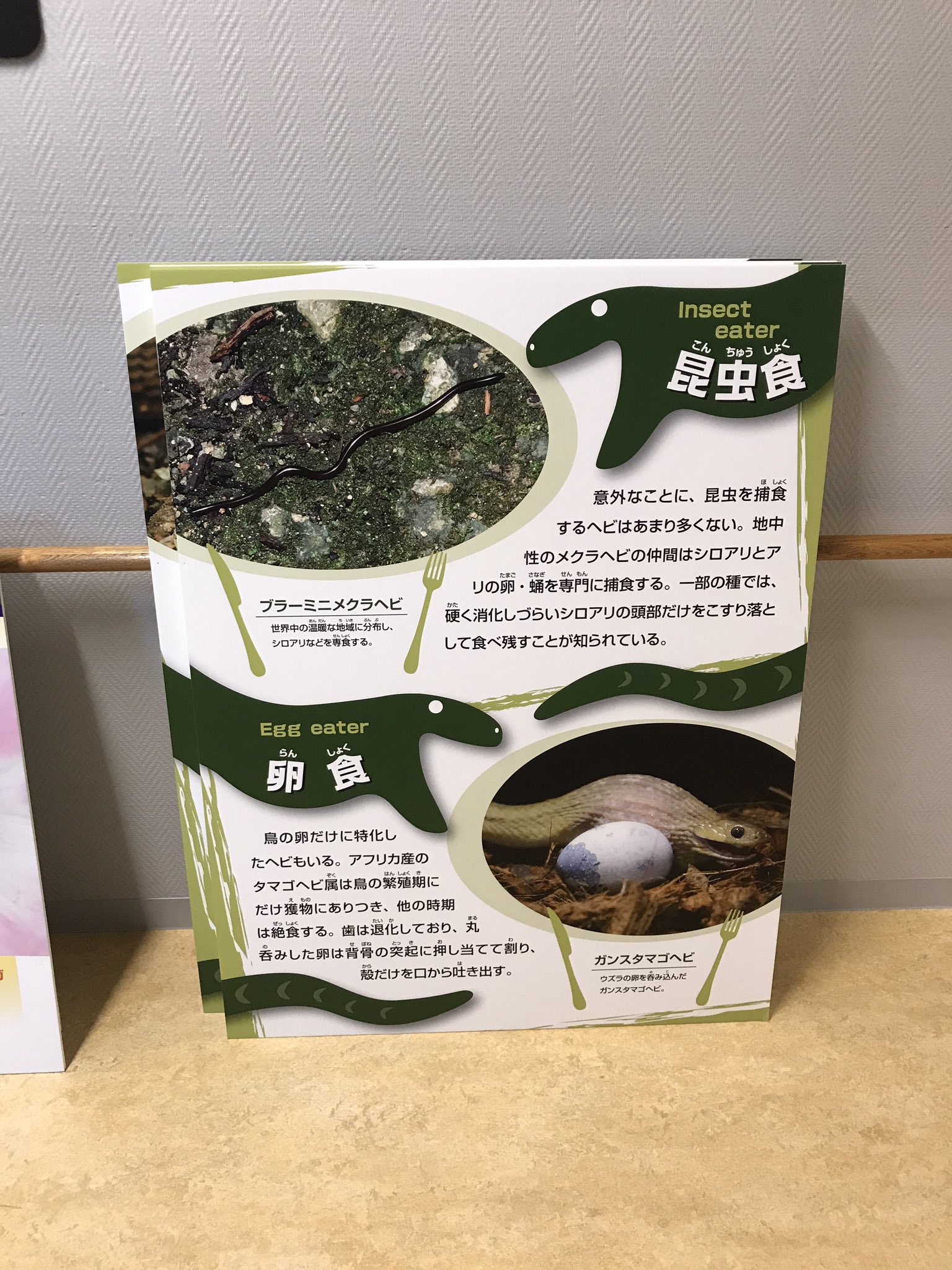 Natchan ハコネの人 次なる会場へ運ばれてゆく大地のハンター展のパネルたち 昆虫食 ヘビのパネルのブラーミニメクラヘビの写真はミミズみたいにしか見えませんが ちゃんと舌が出てる写真を選んで使っていました 気づいた方はいたのでしょうか 大地