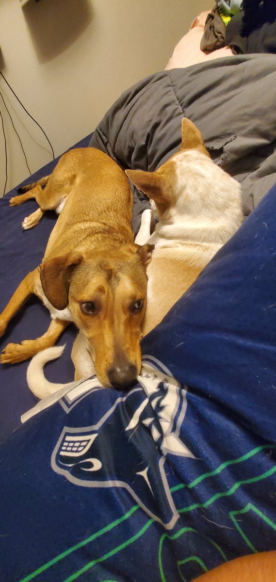 JCog88's tweet photo. Night #Tweeps
#DoggoCogs are sleepy. https://t.co/Qqp040Lozb