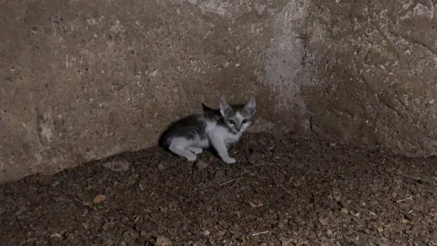 ValientesAsoc's tweet photo. URGENTE!! ⚠️⚠️⚠️⚠️⚠️⚠️⚠️⚠️⚠️ 
Se han encontrado estos dos gatitos en mitad del campo, son aún muy pequeños, necesitamos alguien que los acoja con urgencia ya que la familia que se los ha encontrado no se pueden hacer cargo de ellos al tener más animales, estamos desbordados con https://t.co/UTJni8EMLA