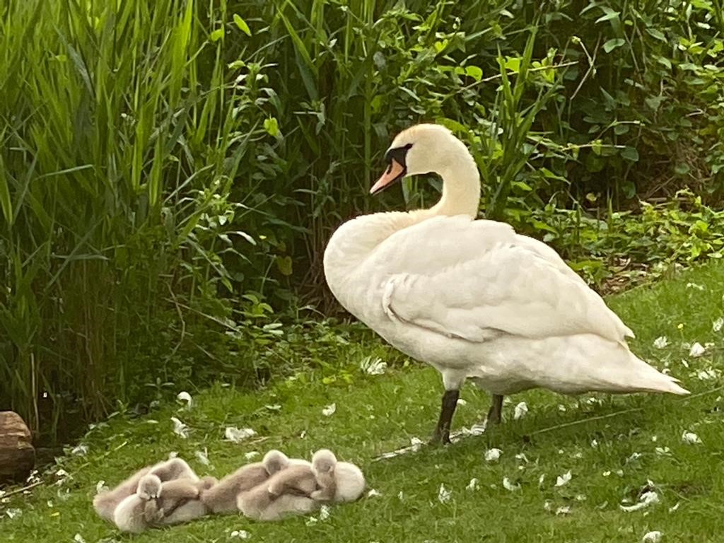 ComptonVerney's tweet photo. Here's some fluff ball cuteness for your Monday morning

#ComptonVerney  #CVGrounds #Birdspotting #Swans #Cygnets #Warwickshire #VisitWarwickshire #DiscoverYourDoorstep #EscapeTheEveryday https://t.co/HTiSz8o28V