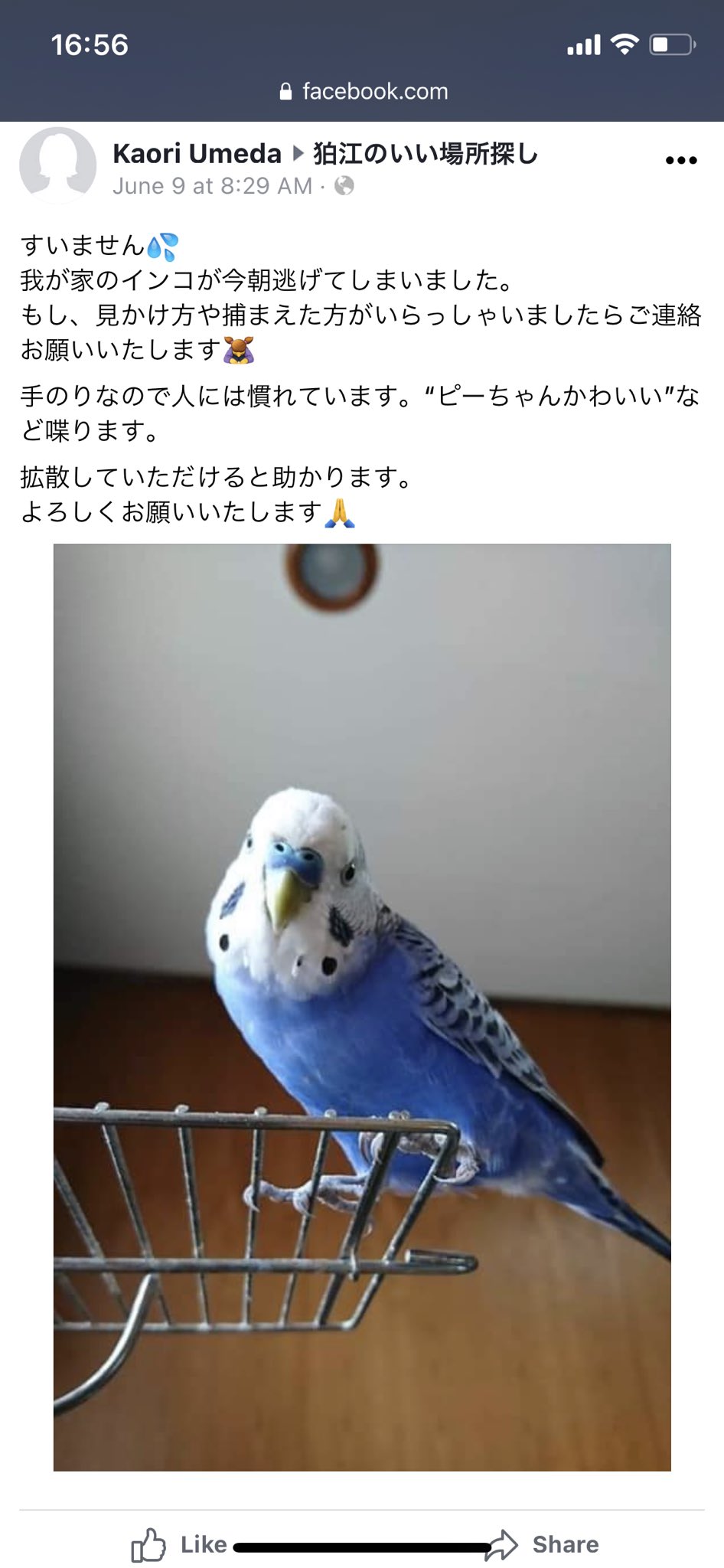 セキセイインコ見つかりました Xccdsqhkephyve8 Twitter