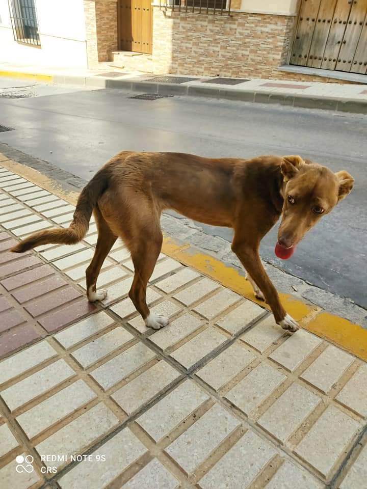 ValientesAsoc's tweet photo. 🐾 QUADRALBA 🐾 es una podenquita de unos 7-8 meses que ha aparecido en los huesos por las calles del pueblo.
Es super buena, noble y cariñosa.
Buscamos para ella una familia para siempre.
¿Quieres ser tú? https://t.co/hhYrsepUZu