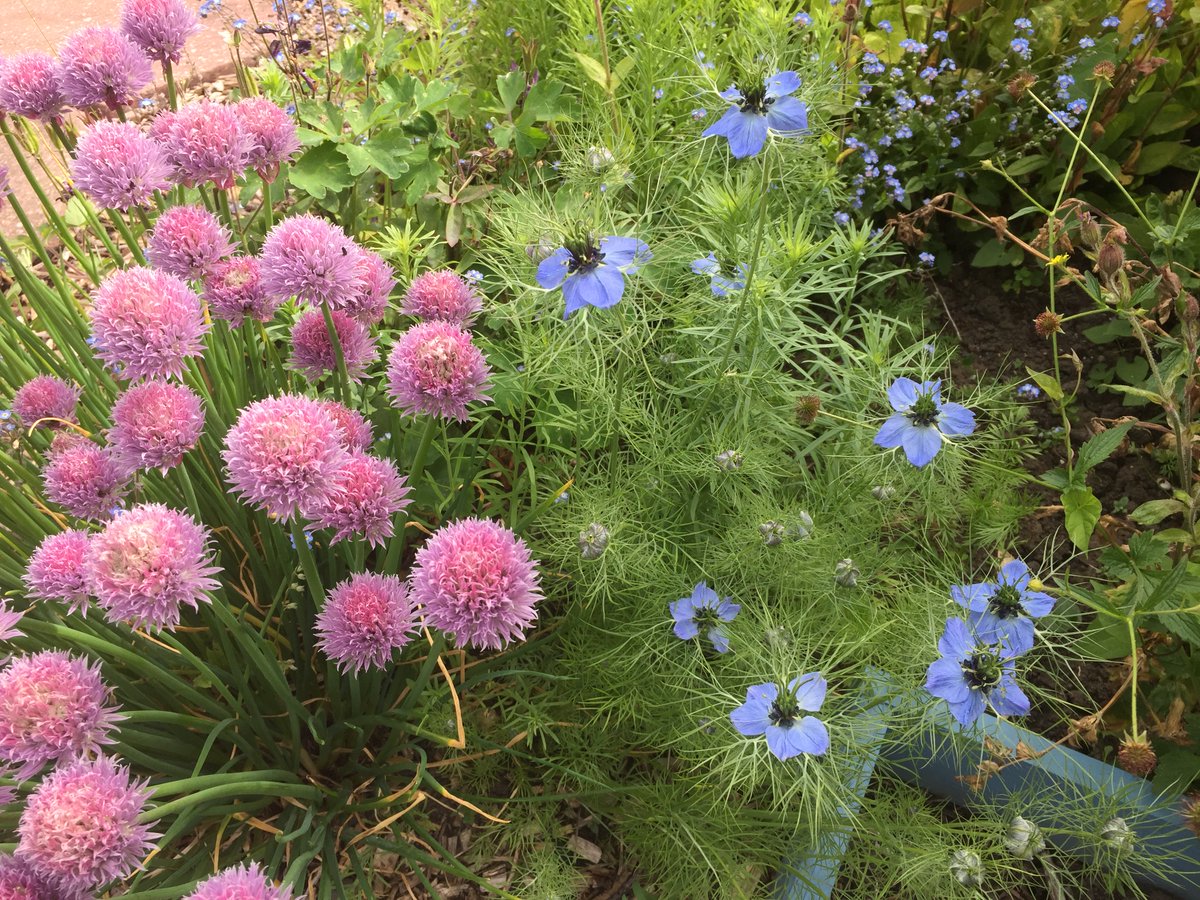 suewatling's tweet photo. It's the time of year for perennial blue geraniums or Cranesbill, the pink version of the same (not sure which one) and some self-seeded Nigella or Love-in-a-mist amongst the chives. Got to love allotments โค๏ธ #allotmentlife #allotment #findingtheplotagain https://t.co/URNvMpyiNG
