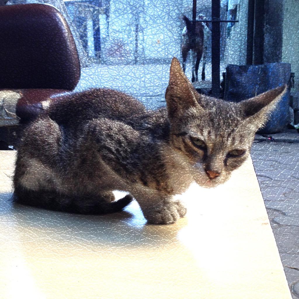 jsn_khera's tweet photo. #catlife #catsofIndia #animalworld #mobilephotography #streetphotography #PhotoOfTheDay #tagyourcat https://t.co/CrUVSk0ulu